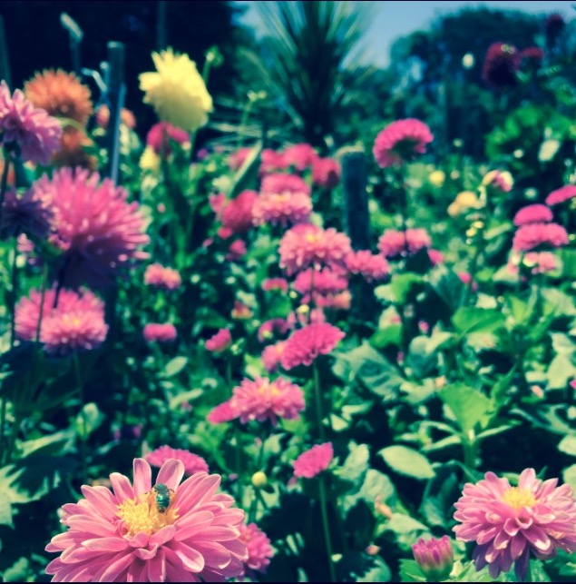 Cultivate Your Happiness